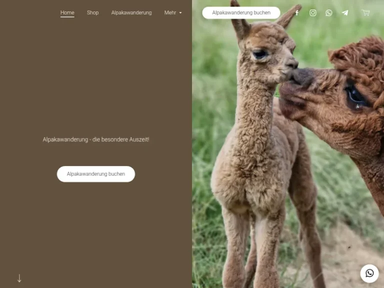 Alpakas vom Haubachtal - Nordrhein-Westfalen in Much